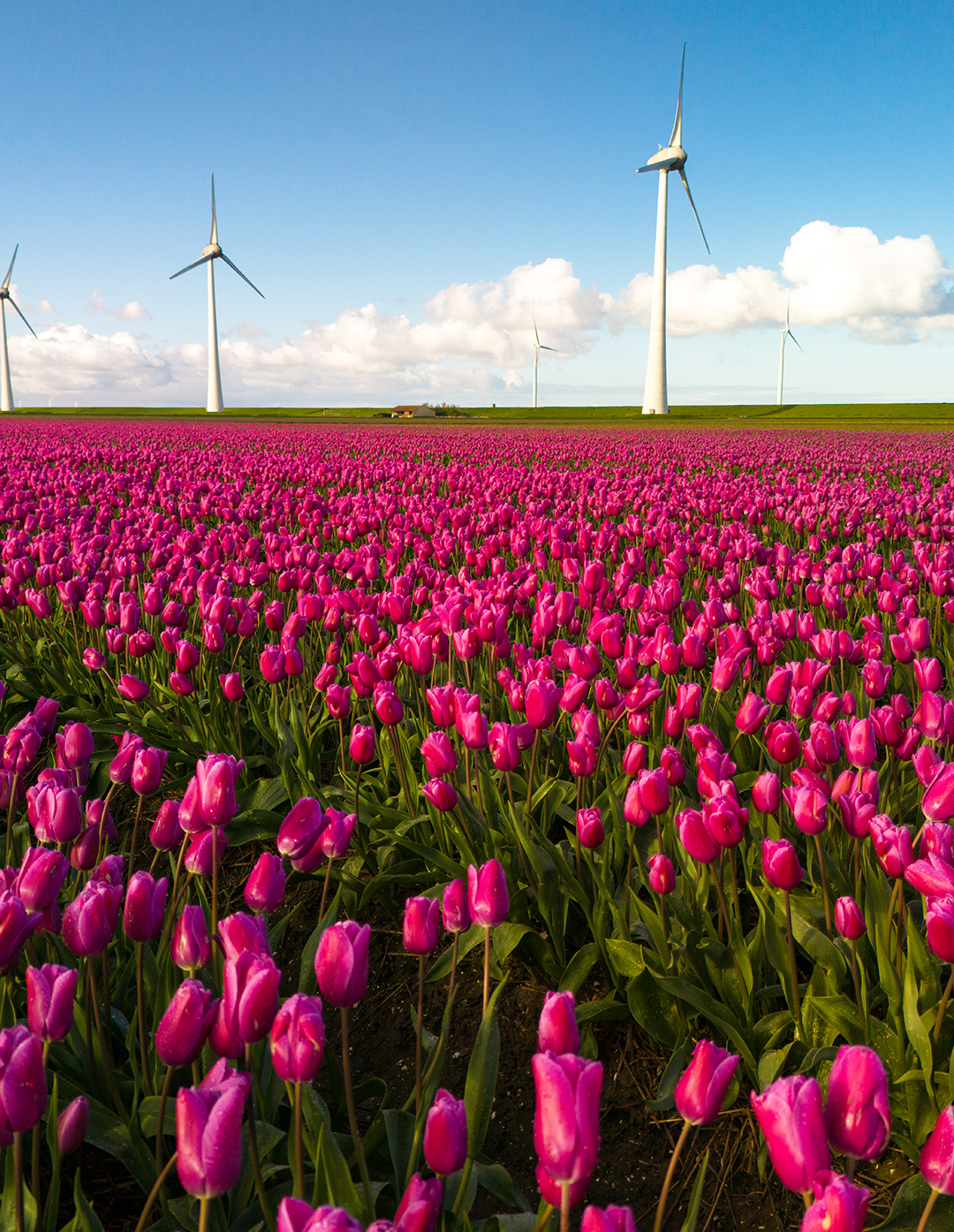 19 June - 10 Days Enchanting Europe Tour tour package